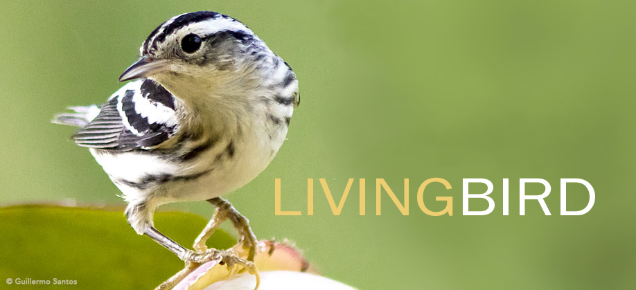 livingbird
