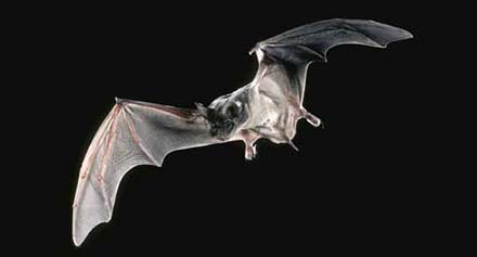 Common in California, the Mexican free-tailed bat is a general insect eater, but most often it feeds on aerial insects at night, such as moths and flies. Source: UC IPM